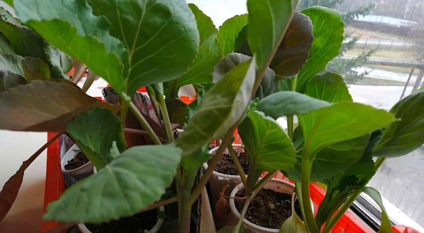 удобрение для рассады капусты