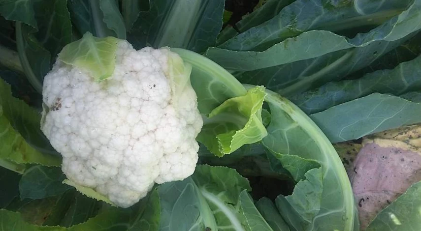 чем полить рассаду капусты