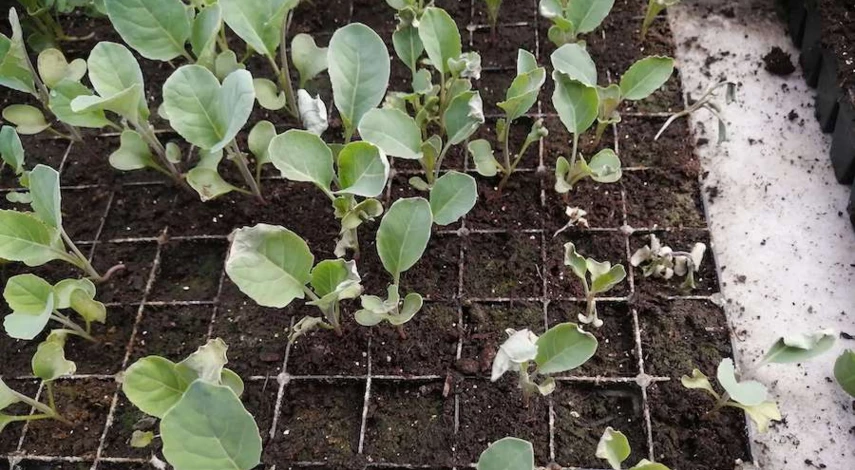 чем подкормить рассаду ранней капусты