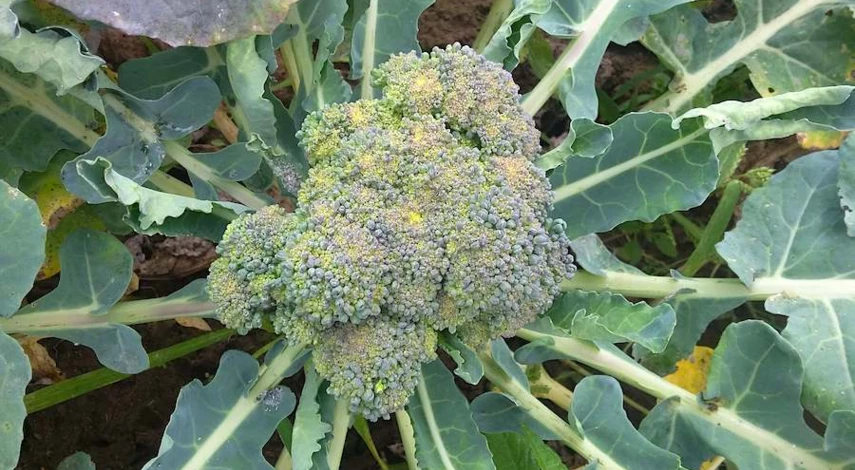 чем подкормить капусту рассаду в домашних условиях