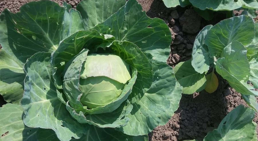 чем подкормить рассаду капусты после пикировки