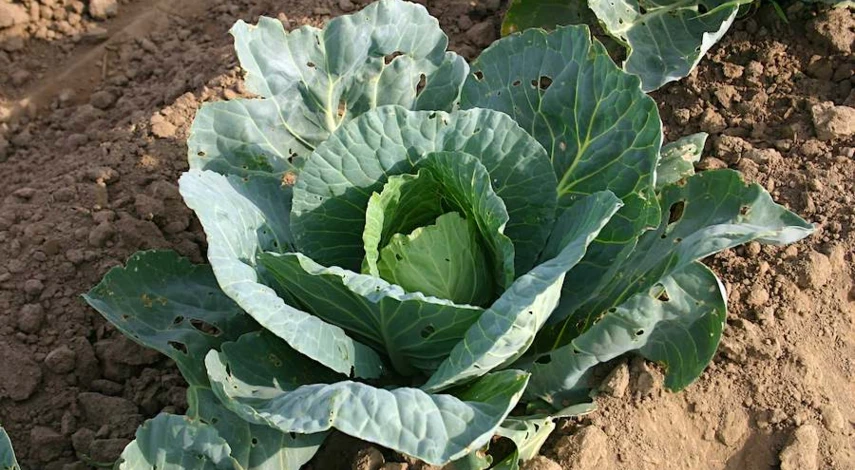 чем подкормить рассаду капусты для роста