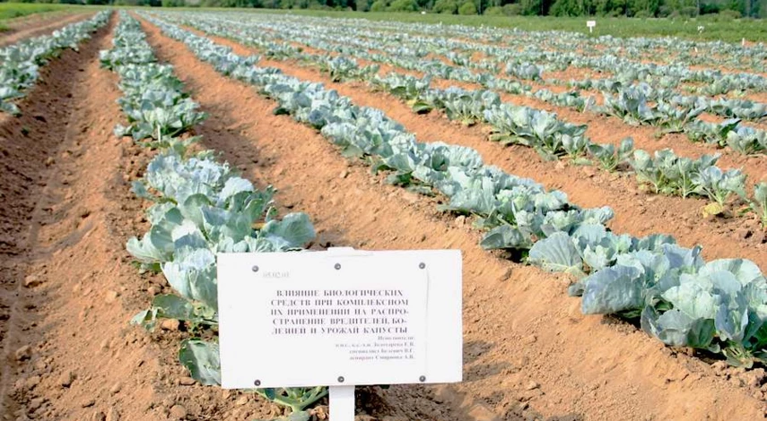 чем подкормить рассаду капусты после всходов