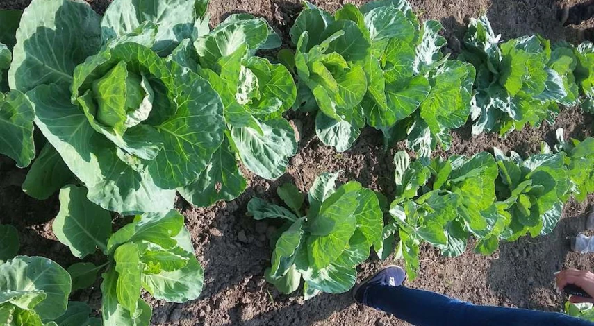 удобрение для рассады капусты в домашних условиях