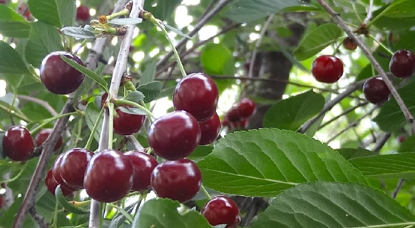 обработка вишни весной