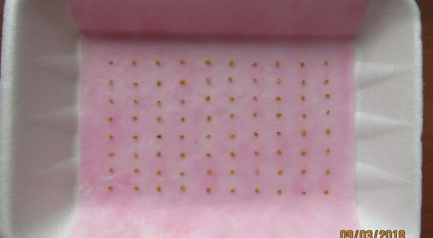 выращивание рассады помидоров