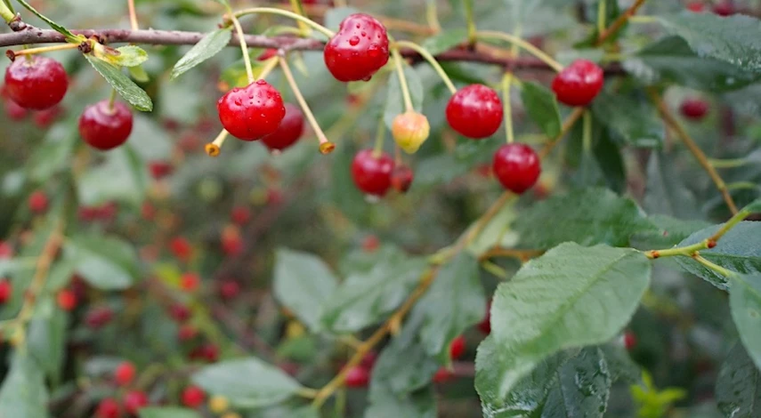 обработка вишни от вредителей