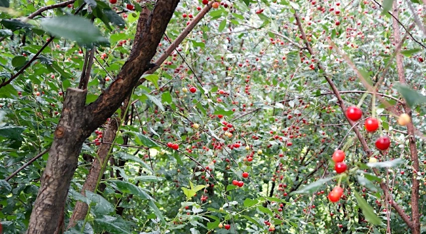 обработка вишни от болезней