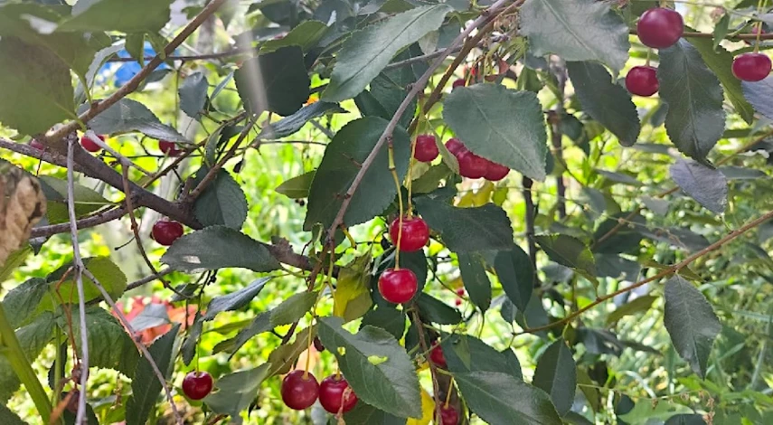 вишня болезни вредители