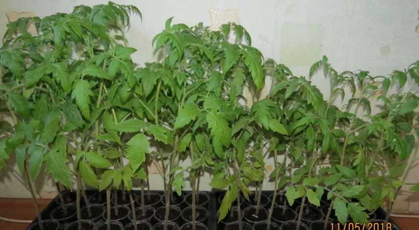 рассада помидор выращивание в домашних условиях