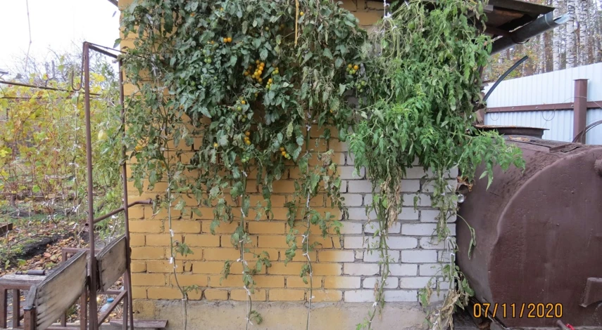 выращивание помидоров у стены