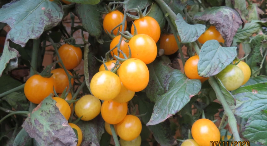 метод выращивания помидор в открытом грунте