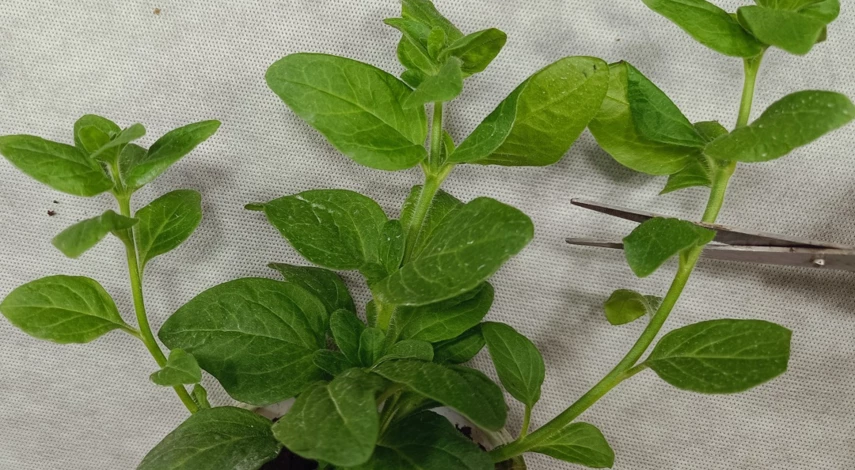 как укоренить черенки петунии