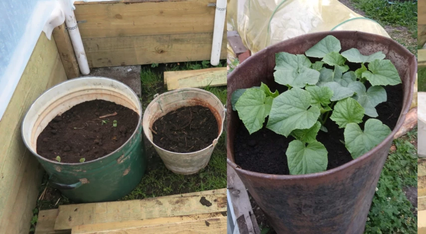 огурцы как подготовить грядку