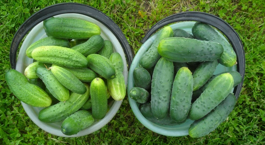 навозная грядка для огурцов