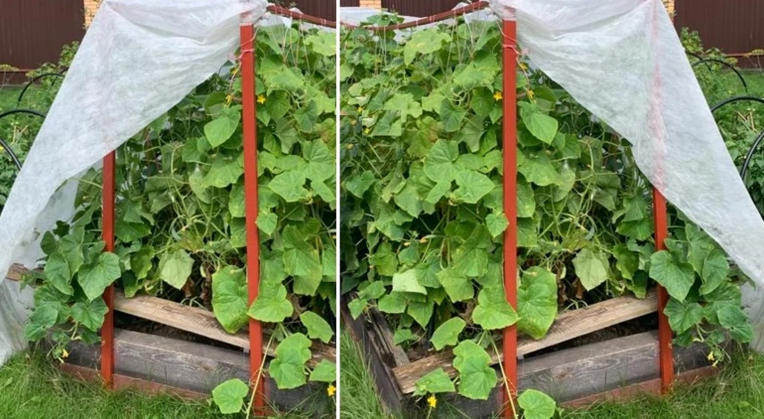 грядка под огурцы в открытом грунте