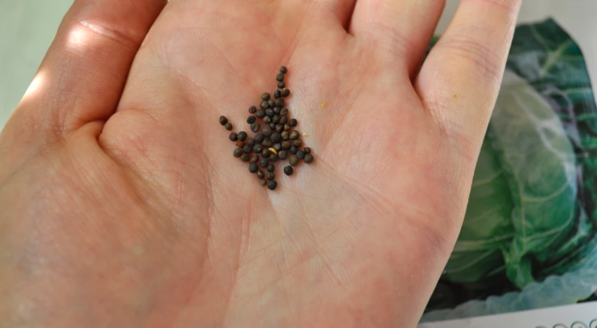 когда посеять капусту в открытый грунт семенами