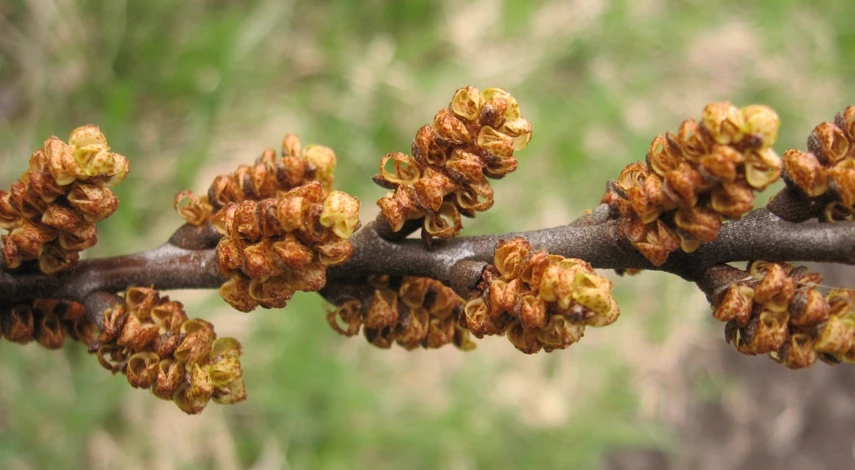 посадка саженца облепихи