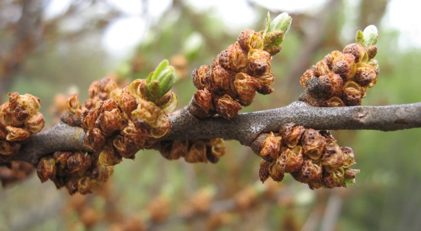 посадка облепиха весной в открытый