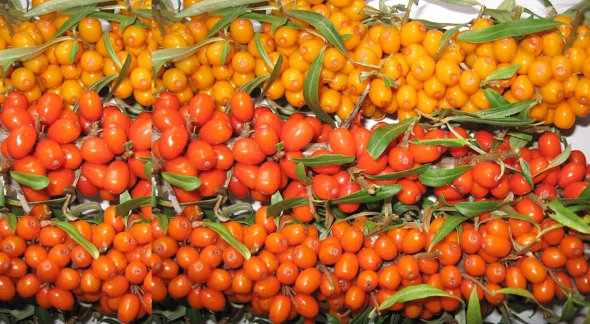 как посадить облепиху