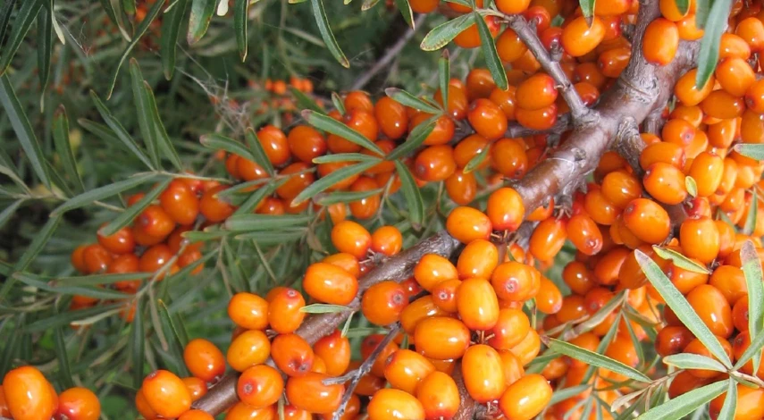 как правильно посадить облепиху