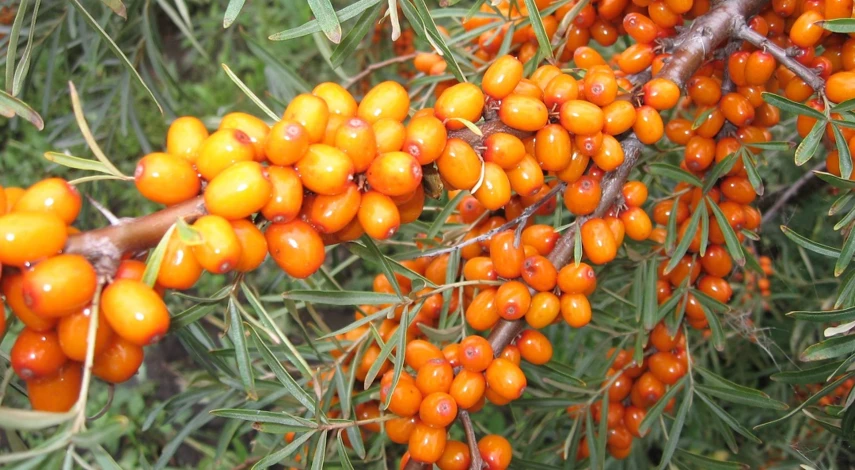 как посадить облепиху весной