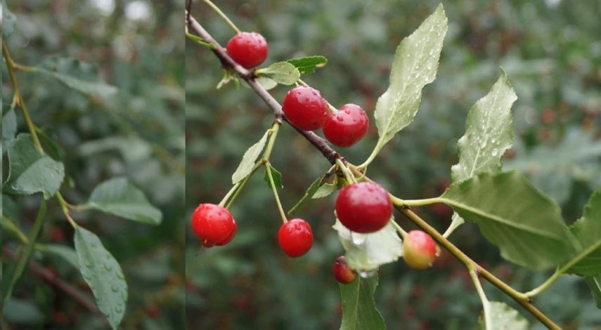 обработка вишни от болезней и вредителей