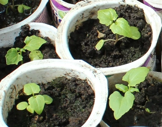 чем подкормить рассаду капусты