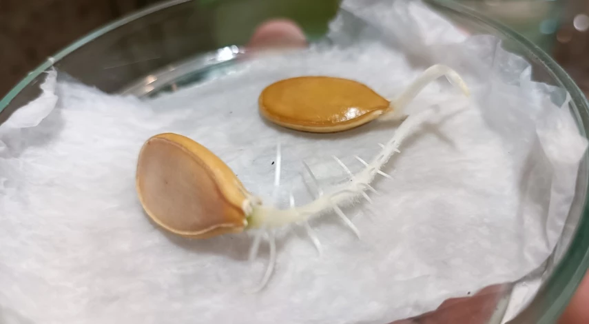 посев семян тыквы