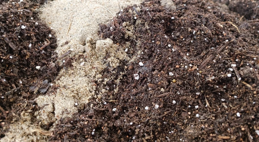 посев тыквы на рассаду в 2024