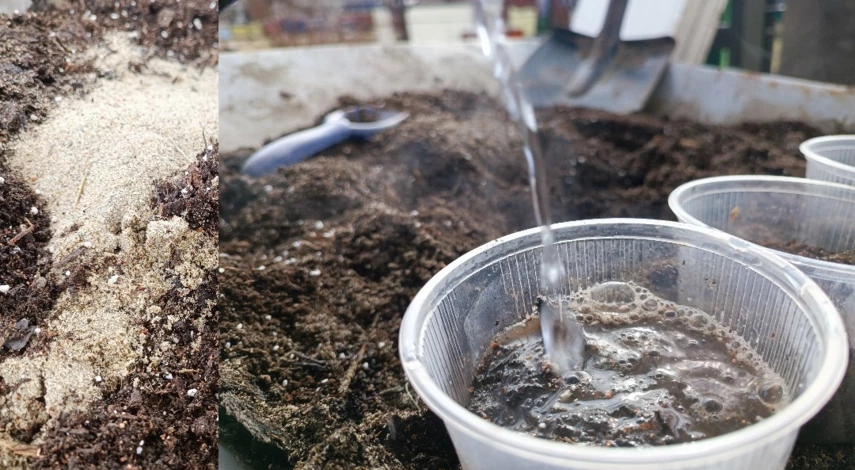 посев семян тыквы на рассаду