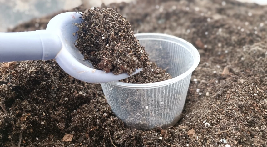 как посеять тыкву