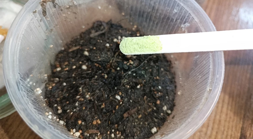 посадка тыквы