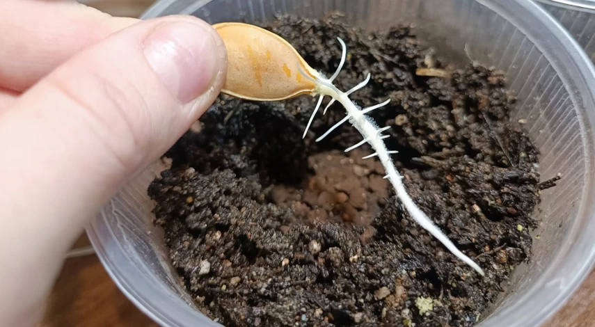 посадка тыквы на рассаду