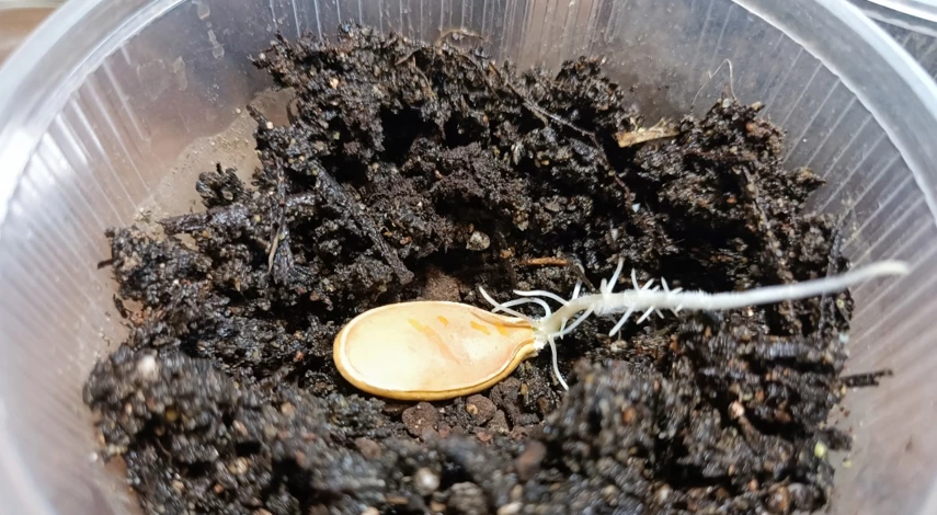 тыква перед посадкой