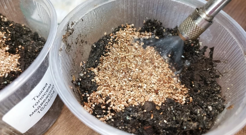 тыква замачивать перед посадкой