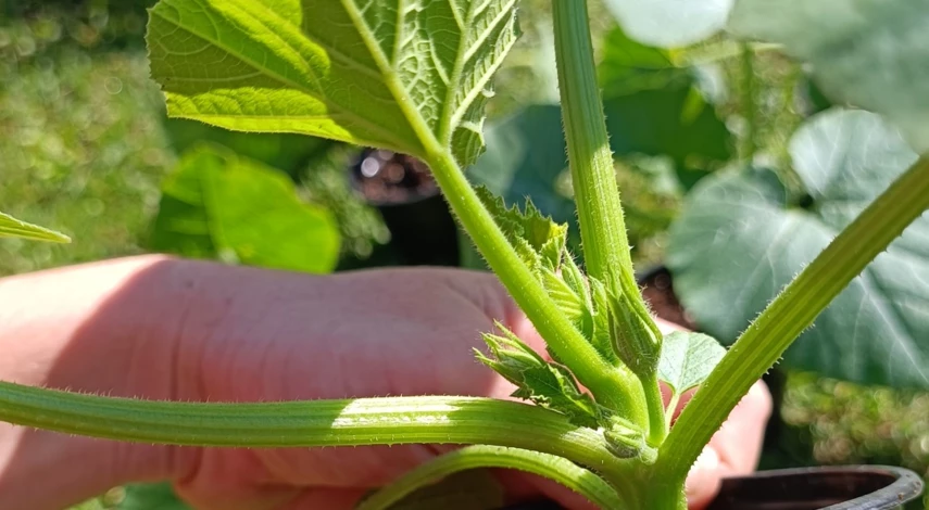 посадка семян тыквы на рассаду