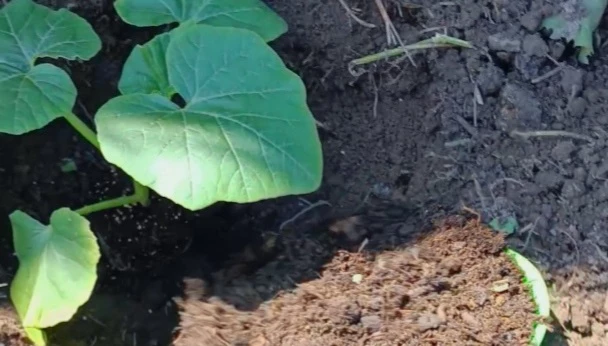 как правильно посадить тыкву