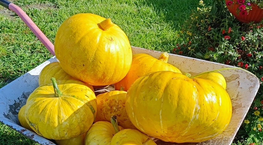 посадка тыквы на рассаду