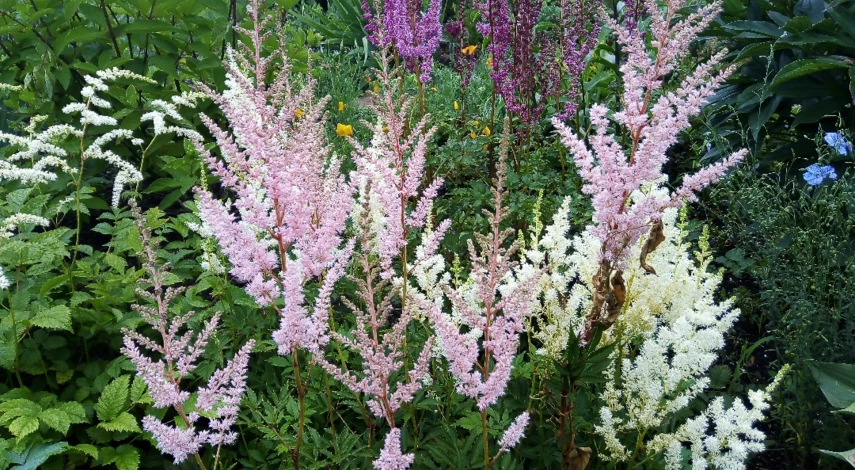 астильба посадка и уход