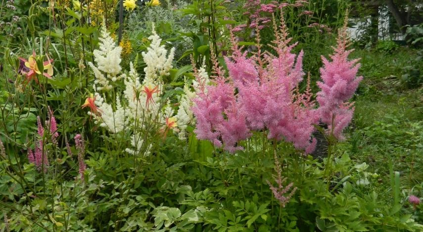 посадка астильбы в открытый грунт