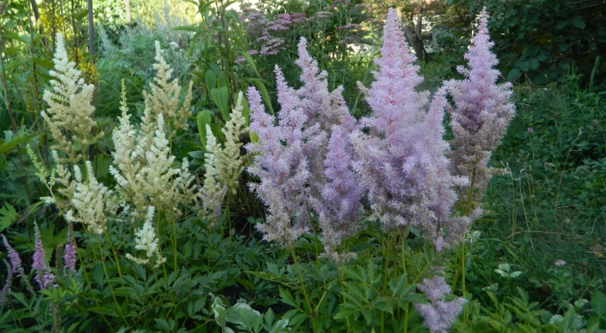 астильба посадка весной