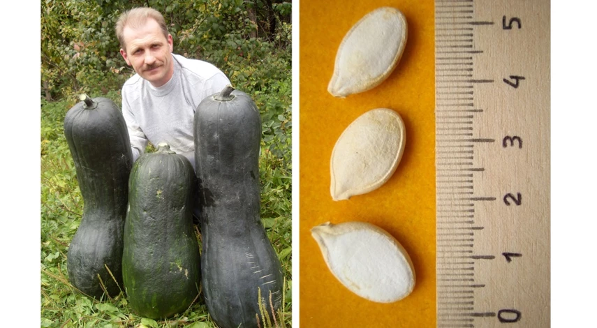 мускатная тыква сорта