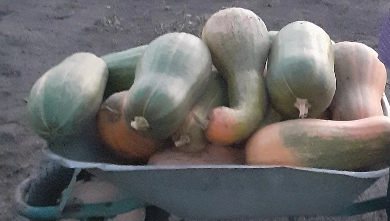 тыква мускатная отзывы