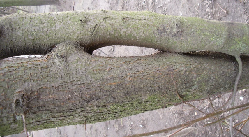 прививка черенком