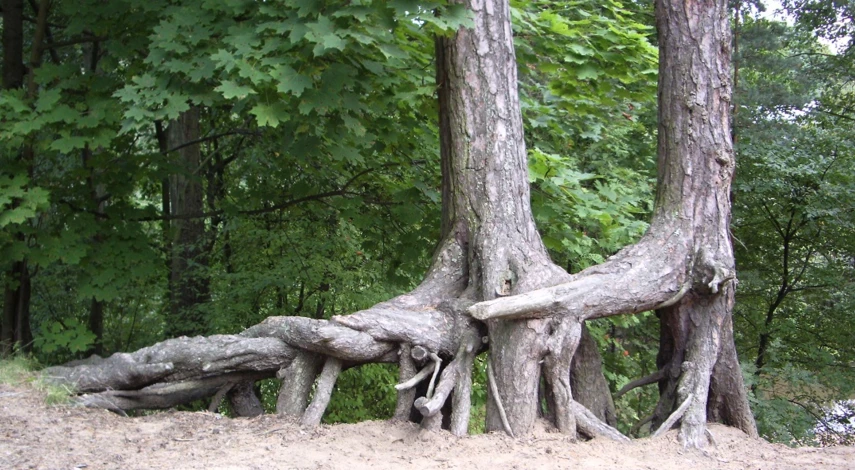 прививка черенками весной