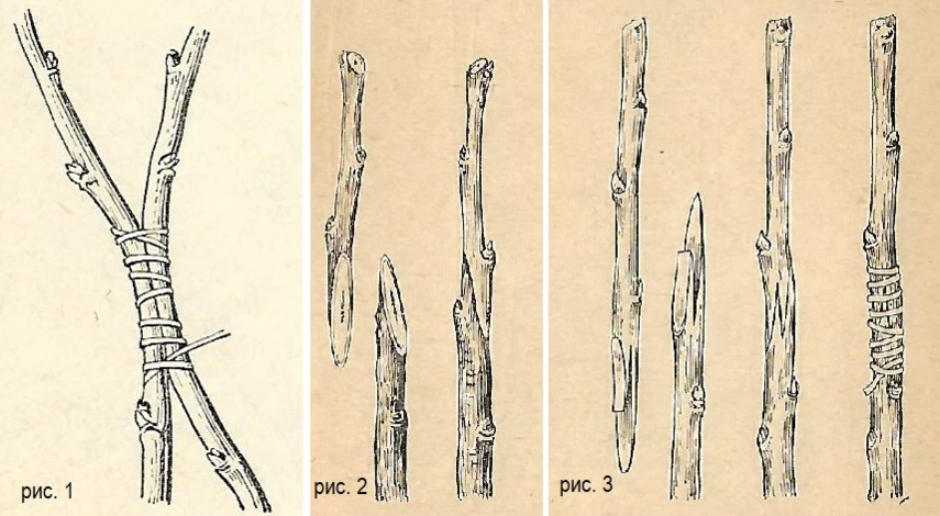 прививку черенком проводят