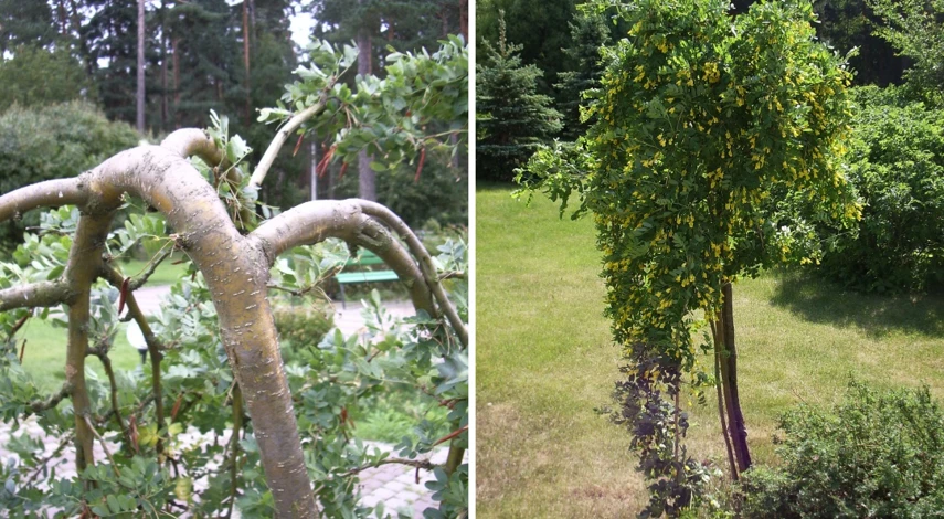 прививка плодовых черенками