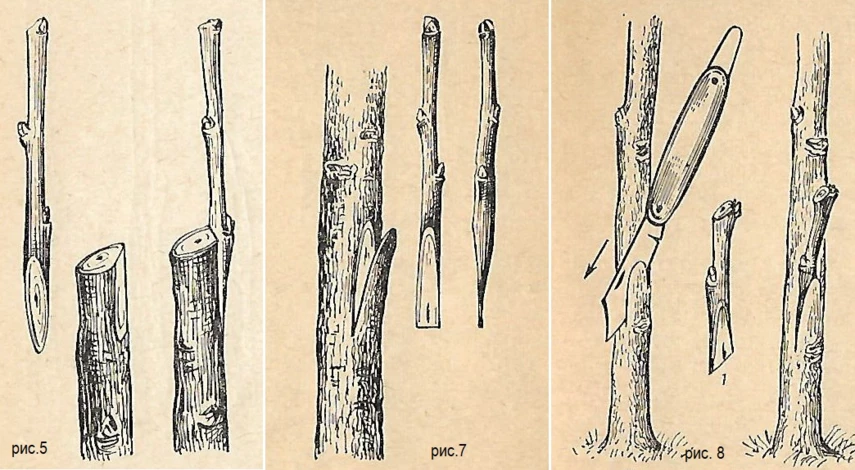 прививка растений черенком