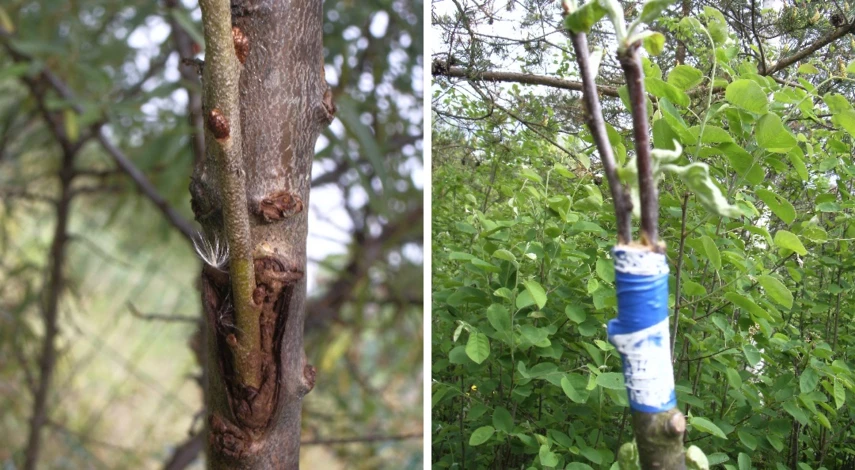 размножение прививка черенком
